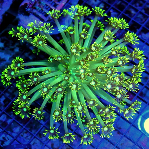 7x7 GONIOPORA CORAL -  BLUE JEWELED EYED NEON YELLOW GONIOPORA CORAL