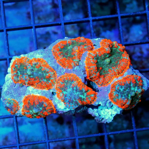4x3 MUSHROOM CORAL - NEON ORANGE FULLY COVERED RHODACTIS MUSHROOM CORAL