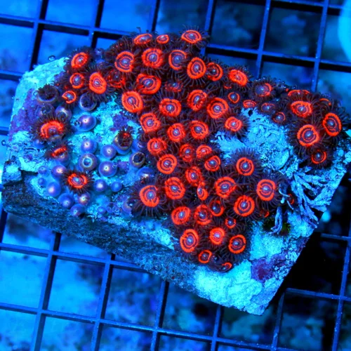 4.5x4 ZOANTHID CORAL - SPECTACULAR ULTRA ULTRA COLORED CANDY APPLE RED ZOANTHID