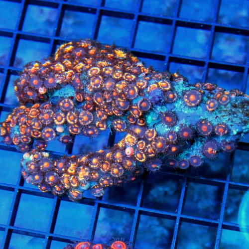 4.5x4 ZOANTHID CORAL - ONE OF A KIND COLORED ULTRA ULTRA RARE HANDPICKED ZOANTHIDS