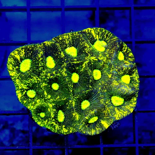3x3 GONIASTREA CORAL - NEON PURPLE PREDATOR'S BLOOD YELLOW GONIASTREA CORAL
