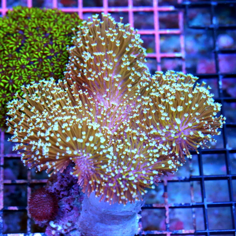 5.5x5.5 TOADSTOOL LEATHER CORAL - LONG TENTACLED TOADSTOOL LEATHER CORAL