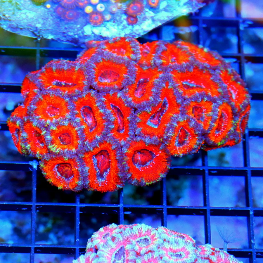 4.5x3.5 ACANTHASTREA LORDHOWENSIS CORAL - BAD TO THE BONE ULTRA RAINBOW ULTRA COLORED ACAN LORD