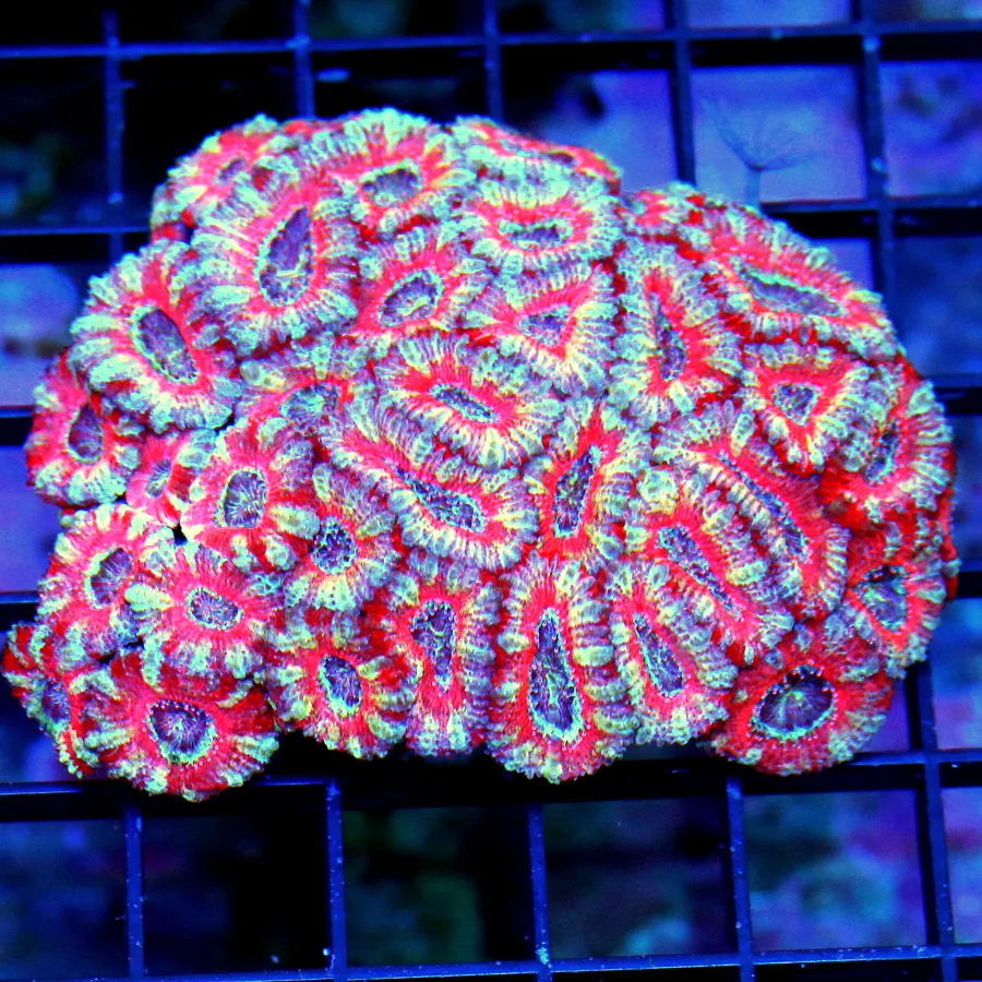 4x3 ACANTHASTREA LORDHOWENSIS CORAL - BAD TO THE BONE ULTRA COLORED ALIEN EYED ACANTHASTREA LORDHO