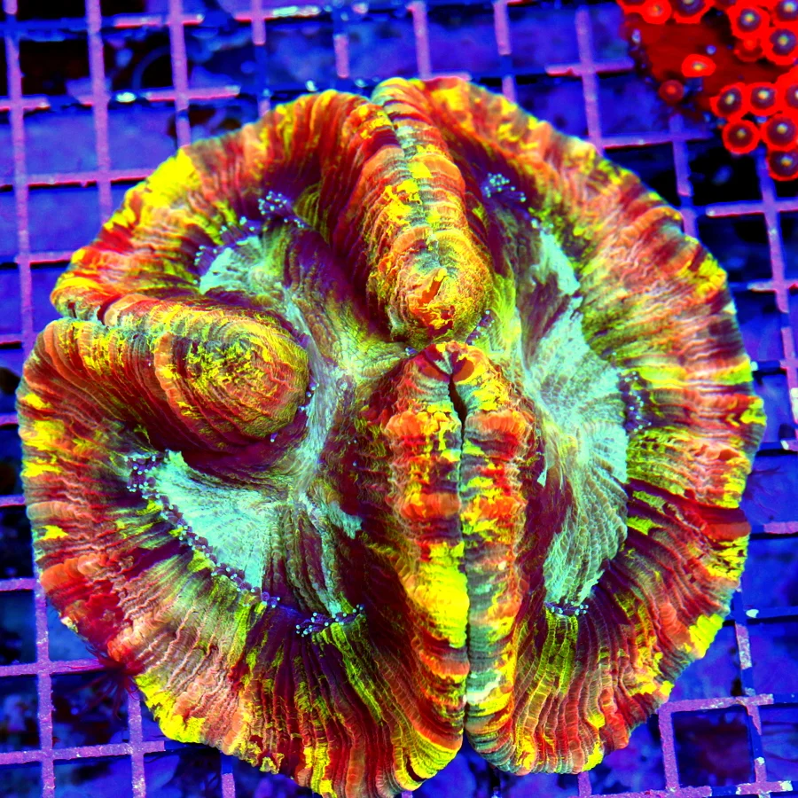 5.5x5.5 WELLSOPHYLLIA CORAL - ULTRA ULTRA COLORED HANDPICKED RAINBOW WELLSOPHYLLIA CORAL