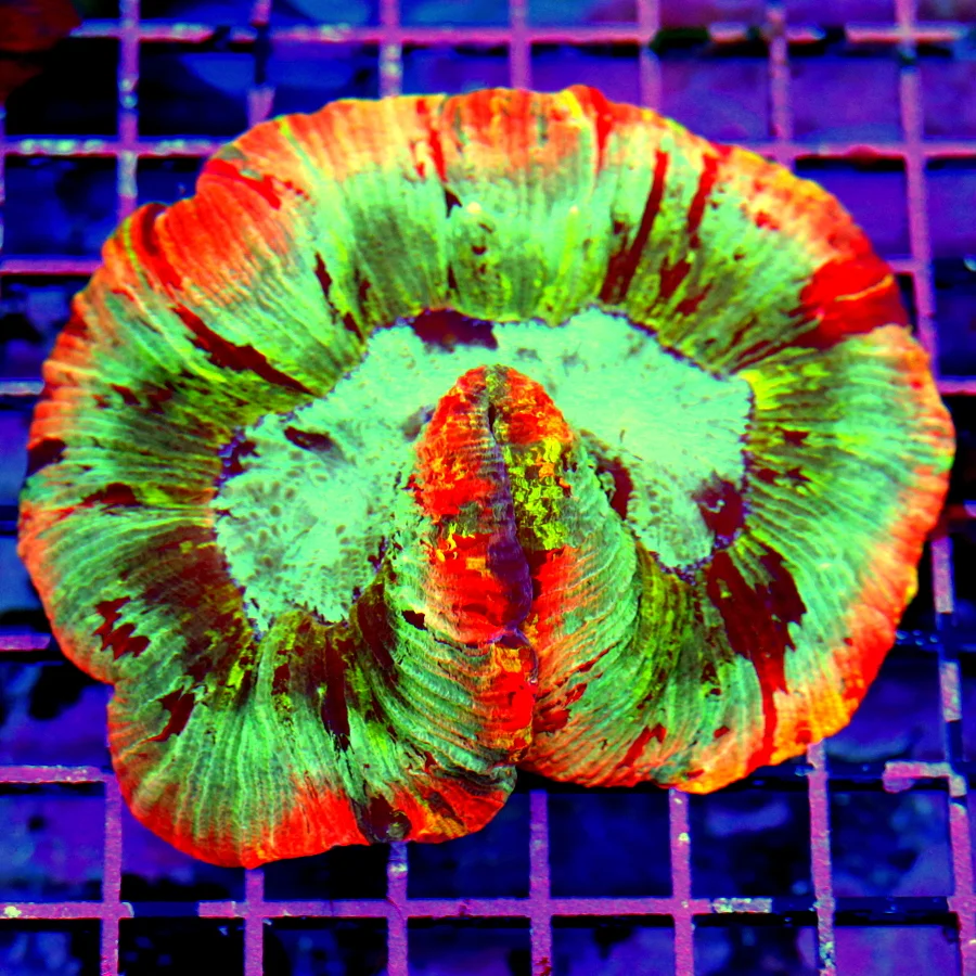 5x4 WELLSOPHYLLIA CORAL - ULTRA ULTRA COLORED HANDPICKED ULTRA GRADE WELLSOPHYLLIA CORAL