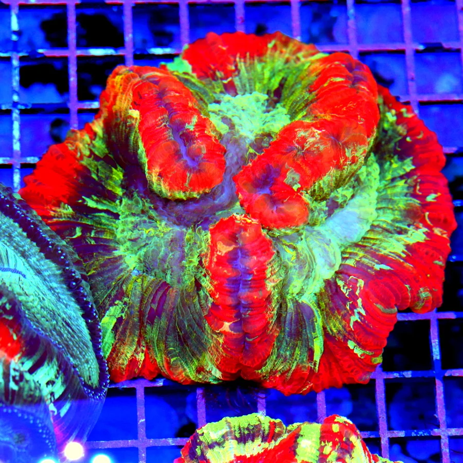 5.5x5.5 WELLSOPHYLLIA CORAL - ULTRA ULTRA COLORED HANDPICKED ULTRA GRADE WELLSOPHYLLIA CORAL