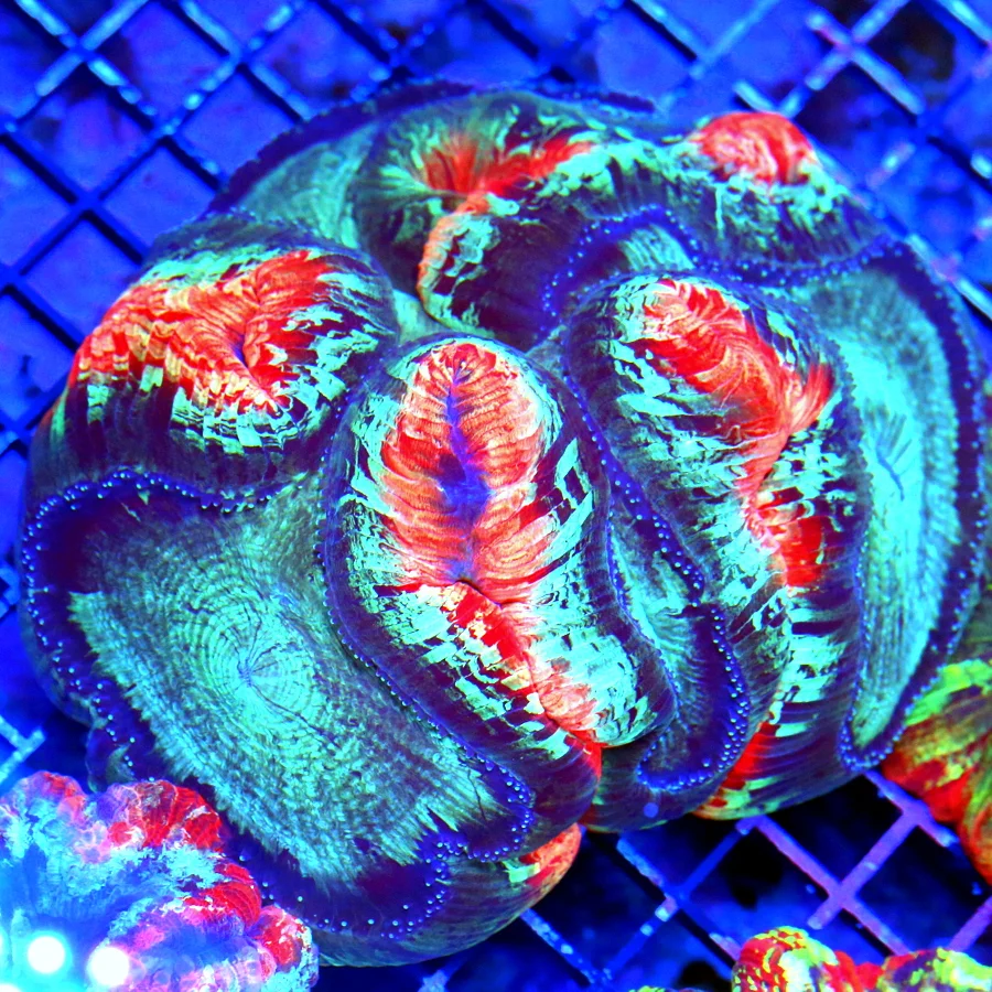 5.5x5.5 WELLSOPHYLLIA RADIATA CORAL - ULTRA COLORED SUPER RAINBOW WELLSOPHYLLIA RADIATA CORAL