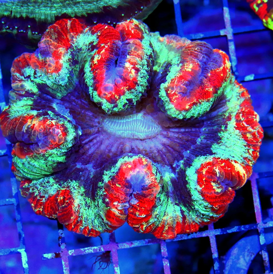 4.5x4 WELLSOPHYLLIA CORAL - ULTRA ULTRA COLORED HANDPICKED ULTRA GRADE WELLSOPHYLLIA CORAL