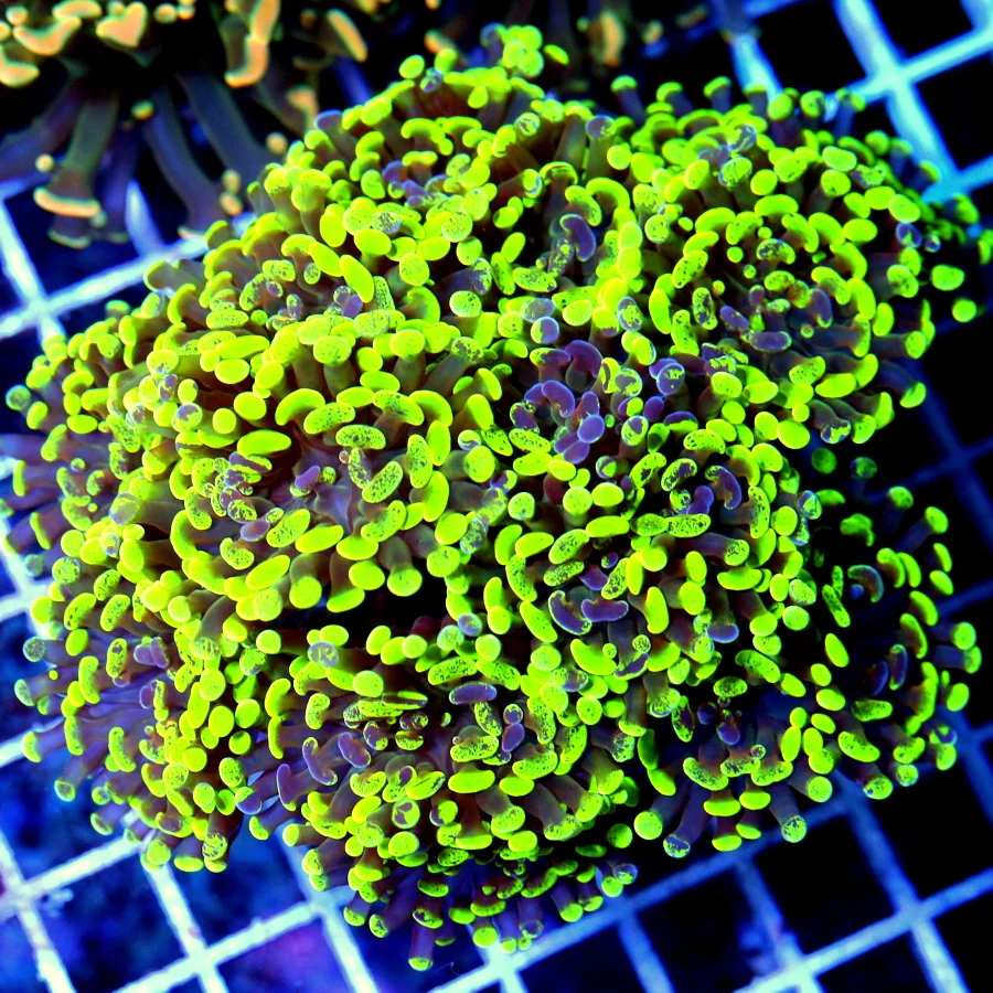 6.5x6.5 GIANT BRANCHING HAMMER CORAL -OUT OF THIS WORLD BLUE LEMON LIME YELLOW 8 HEADED BRANCHING HA
