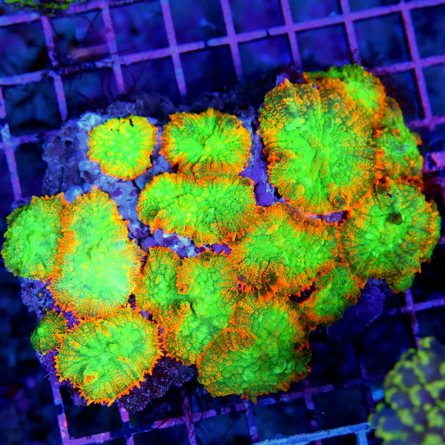 5.5x4.5 RHODACTIS MUSHROOM CORAL - SUPER BAD TO THE BONE HANDPICKED ULTRA RARE XL RHODACTIS