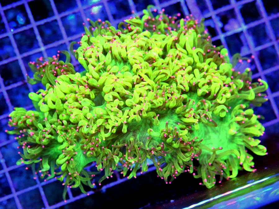 8x7 ELEGANCE CORAL - ULTRA GRADE PINK TIPPED ULTRA NEON GREEN ELEGANCE CORAL