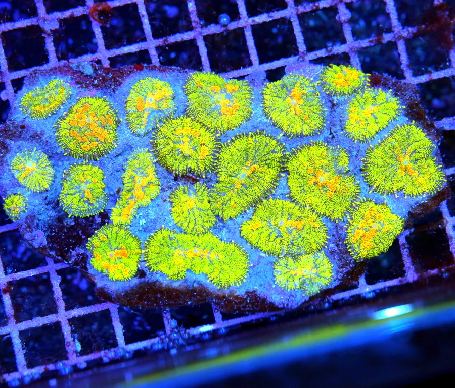 6.5x4 RHODACTIS MUSHROOM CORAL - SUPER BAD TO THE BONE HANDPICKED ULTRA RARE XL RHODACTIS