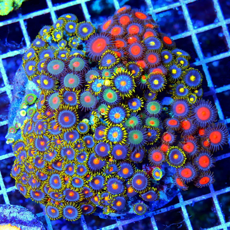 4.5x4.5 COMBO ZOANTHIDS - MIXED HAPPY FAMILY COMBO ZOANTHID CORAL COLONY
