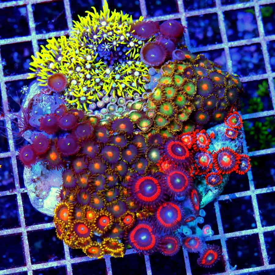 4.5x4.5 COMBO ZOANTHIDS - MIXED HAPPY FAMILY COMBO ZOANTHID CORAL COLONY