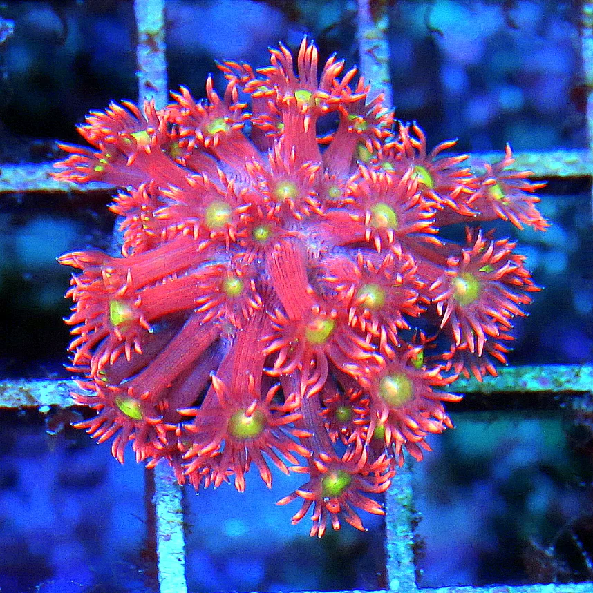 GONIOPORA CORAL FRAG - ULTRA COLORED RAINBOW GONIOPORA CORAL
