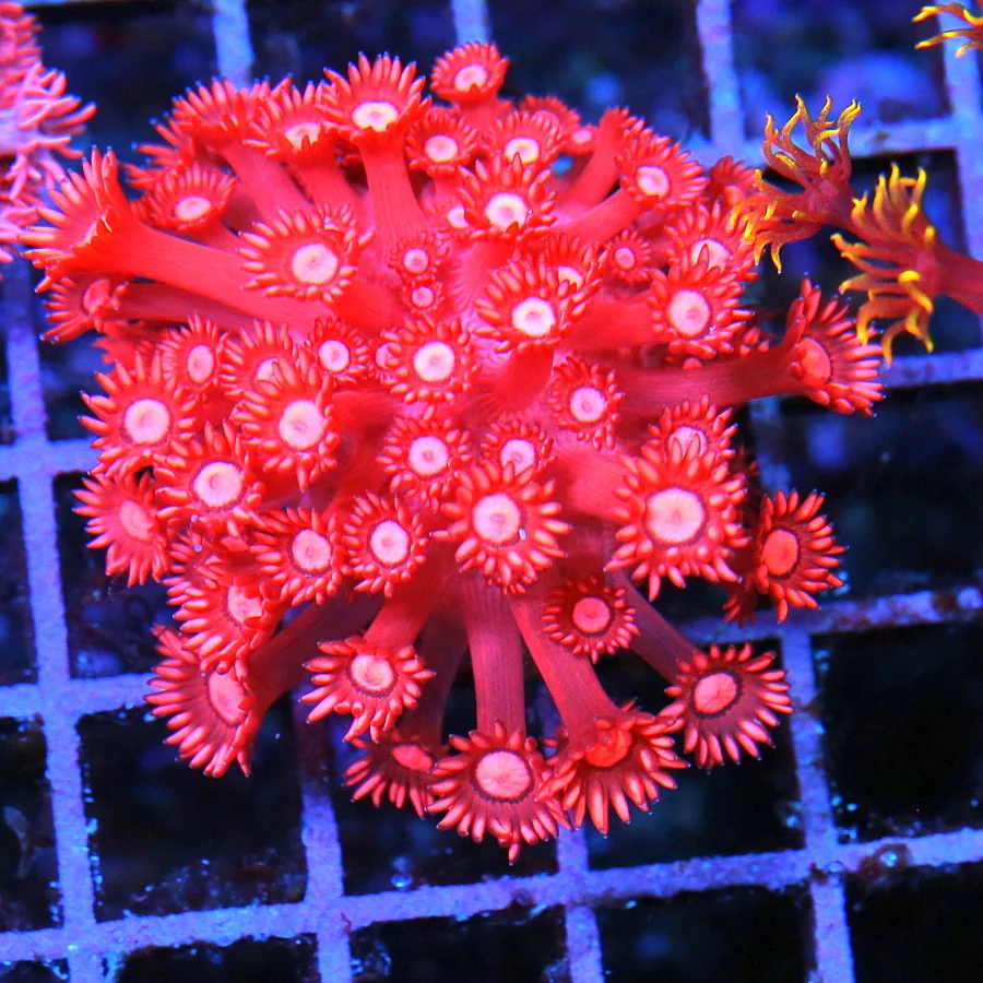 GONIOPORA CORAL - ULTRA COLORED HANDPICKED SUPER NEON RED GONIOPORA