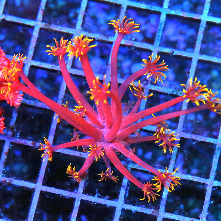 GONIOPORA CORAL - ULTRA COLORED RAINBOW GONIOPORA CORAL