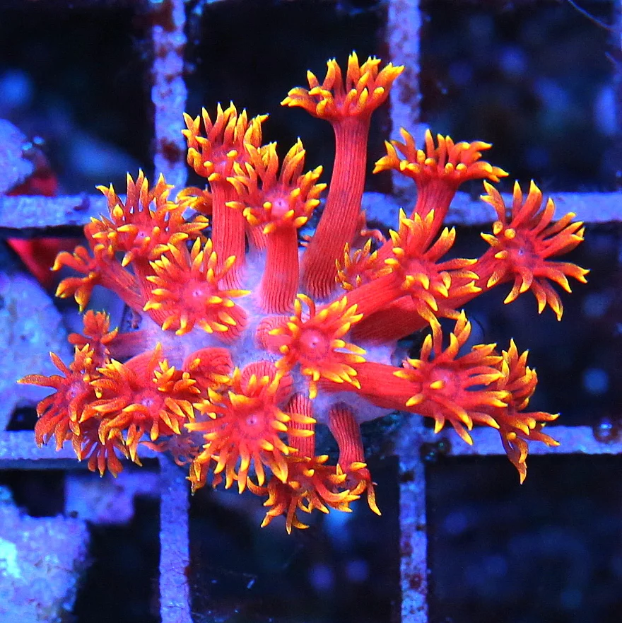 GONIOPORA CORAL FRAG - ULTRA COLORED RAINBOW GONIOPORA CORAL