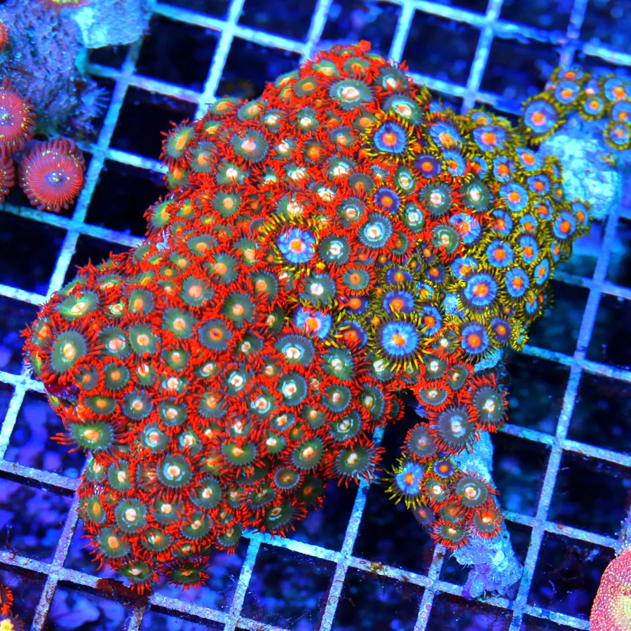 5.5x5 COMBO ZOANTHID CORAL - ULTRA GRADE ULTRA COLORED COMBO ZOANTHID CORAL COLONY ROCK