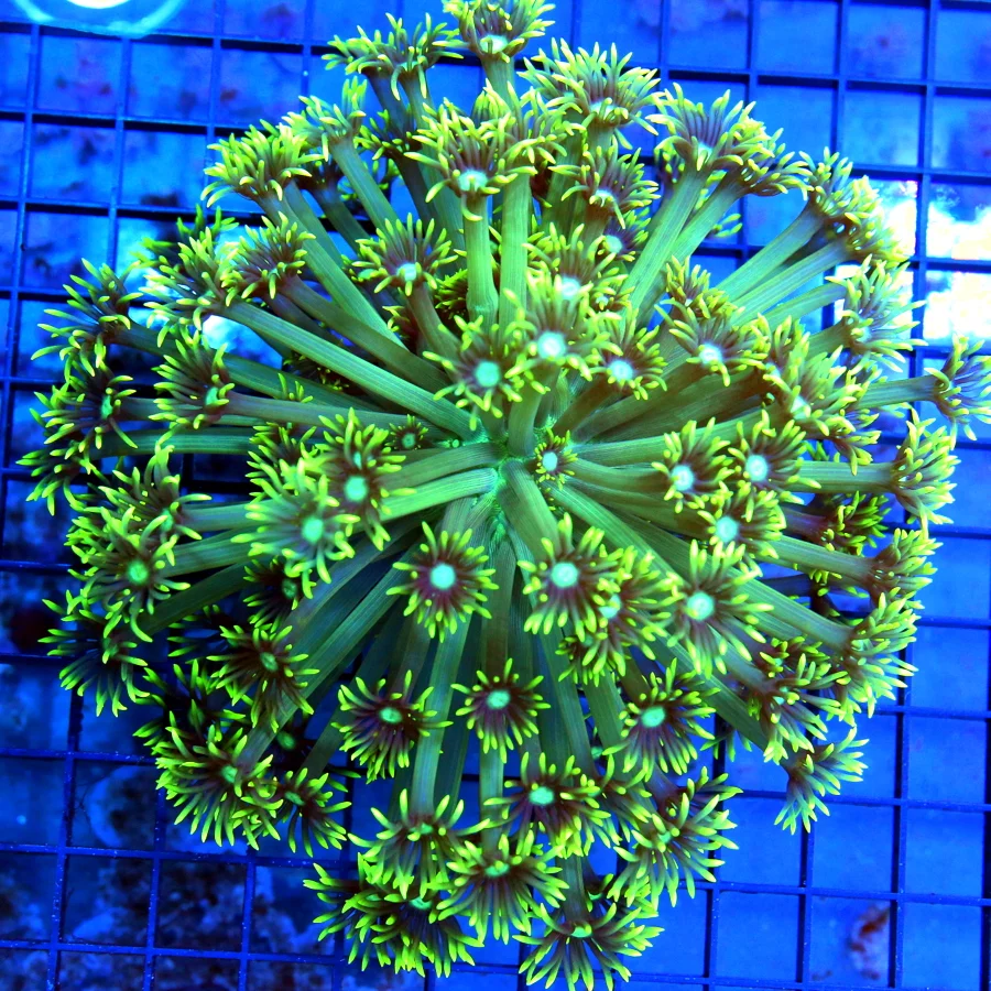 7.5x7.5 XL GONIOPORA CORAL - BLUE JEWELED EYED GONIOPORA CORAL