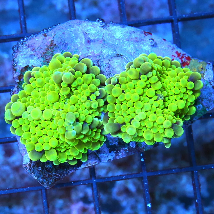 2.5 RICORDIA YUMA MUSHROOM CORAL -