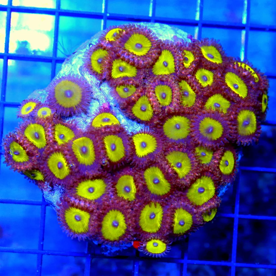 4x4 PALYTHOA CORAL - VERY PRETTY COLORED CANDY APPLE PALYTHOA CORAL