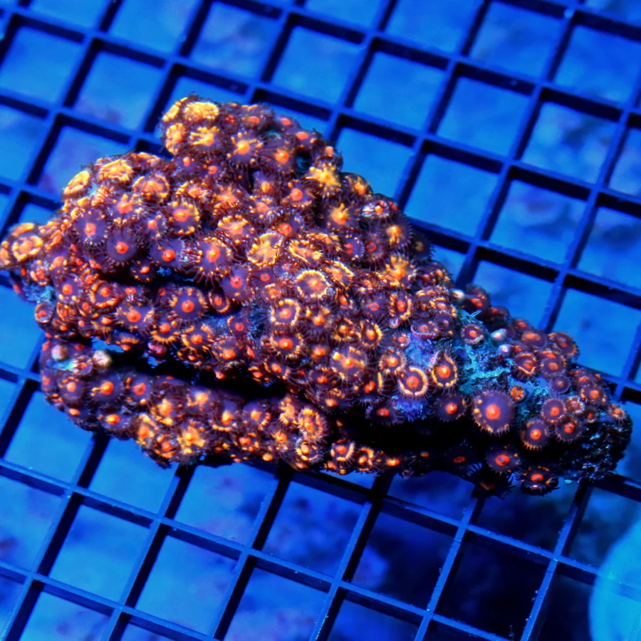 4.5x4 ZOANTHID CORAL - ONE OF A KIND COLORED ULTRA ULTRA RARE HANDPICKED ZOANTHIDS