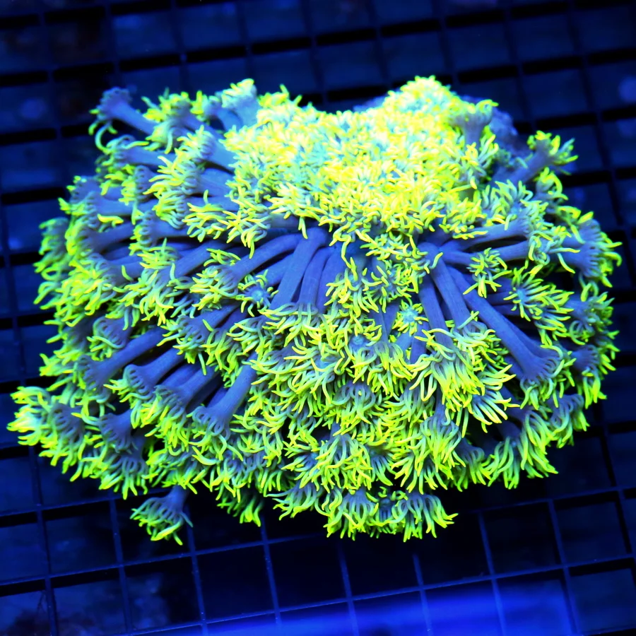 6x6 GONIOPORA CORAL - OUT OF THIS WORLD NEON HIGHLIGHTER YELLOW/PURPLE ULTRA COLORED GONIOPORA