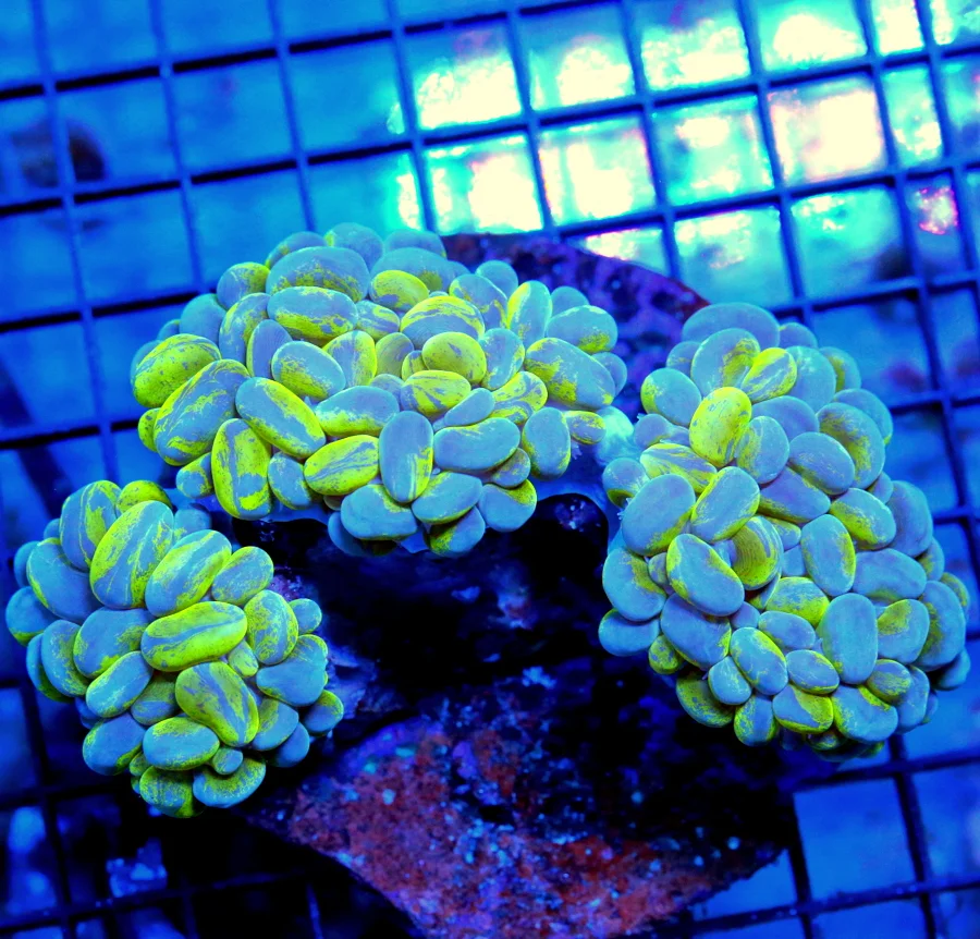 5x5 BUBBLE CORAL - COLLECTOR'S ITEM EXTREMELY RARE BRANCHING BUBBLE CORAL 3 BUBBLES FOR THE PRICE OF