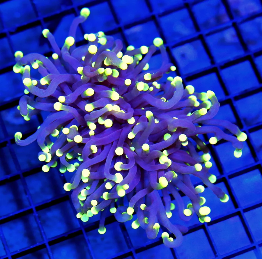4.5x4 TORCH CORAL - NEON GREEN TIPPED ULTRA COLORED PURPLE TORCH CORAL