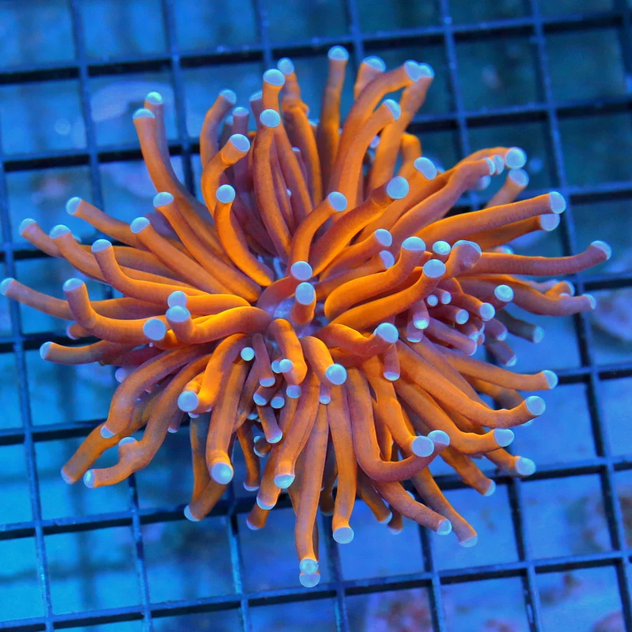 4.5x4.5 TORCH CORAL - EXTREME CORALS FAMOUS RADIOACTIVE ULTRA GRADE TORCH CORAL