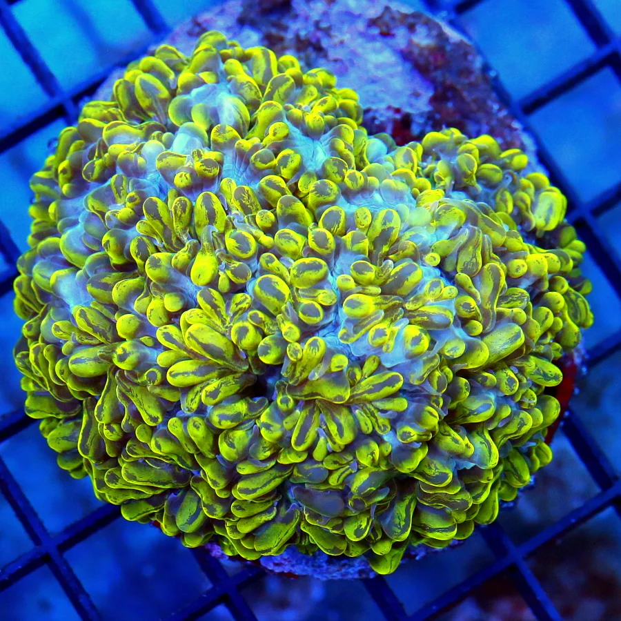 4x4 PEARL BUBBLE CORAL - EXTREMELY RARE -ONLY GET EVERY FEW YEARS ULTRA GRADE PEARL BUBBLE
