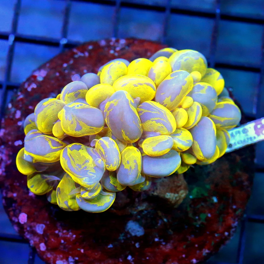 4x3 BUBBLE CORAL - NEON HIGHLIGHTER YELLOW SPLATTERED BUBBLE CORAL