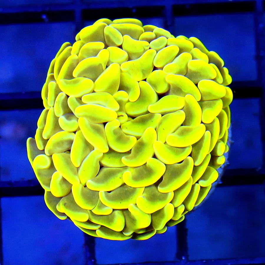 3 HAMMER CORAL - ULTRA COLORED NEON HIGHLIGHTER YELLOW CORAL -