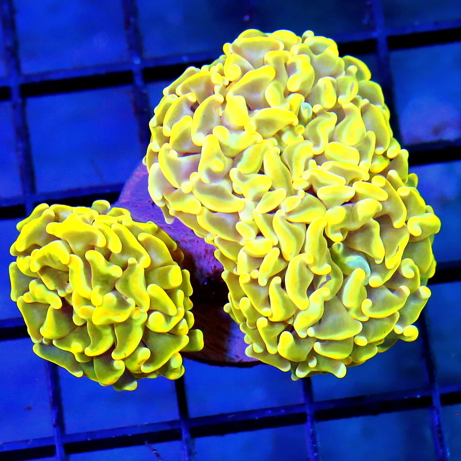 3 BRANCHING HAMMER CORAL - BRANCHING NEON YELLOW AND ORANGE MULTICOLORED HAMMER