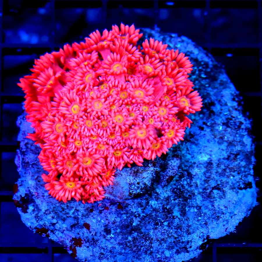 3.5x3.5 GONIOPORA CORAL - ULTRA COLORED RED YELLOW EYED GONIOPORA CORAL