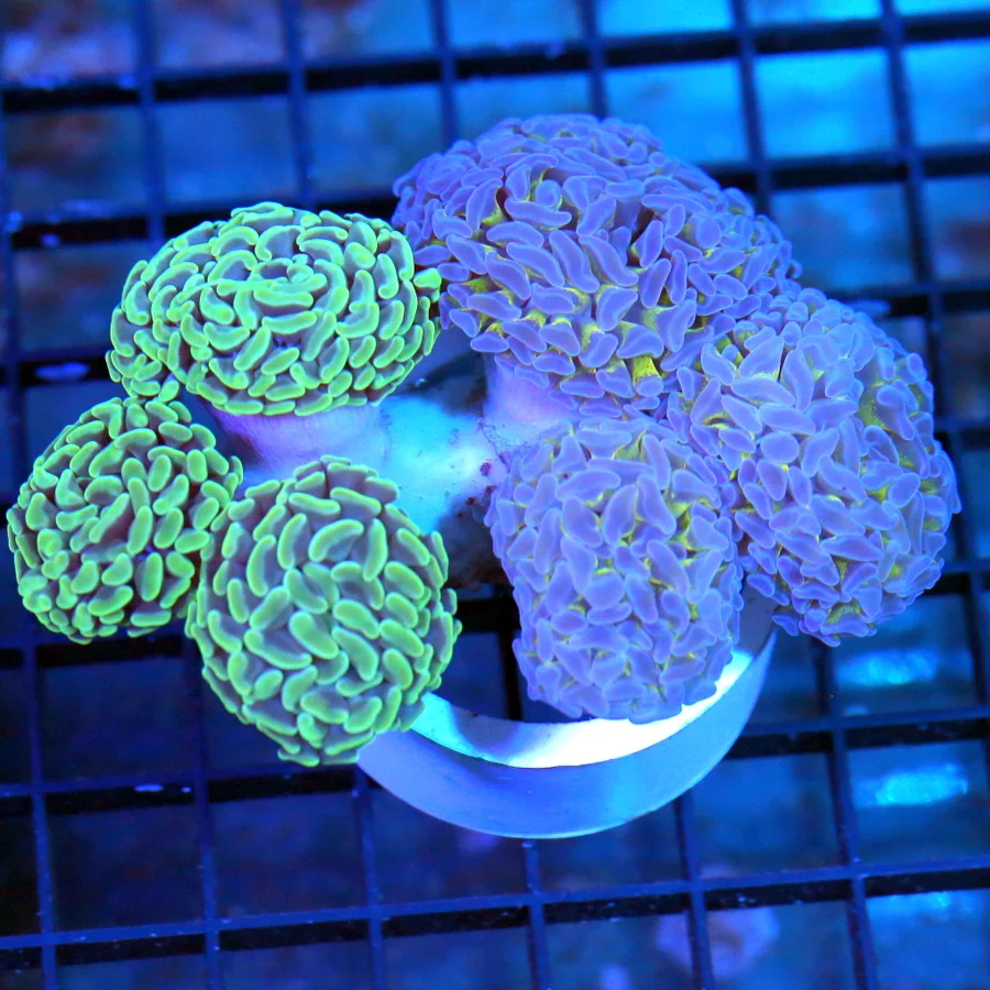 5.5x5 BRANCHING HAMMER COMBO - TWO HAMMERS FOR THE PRICE OF ONE! COMBO BICOLORED HAMMER COLONY