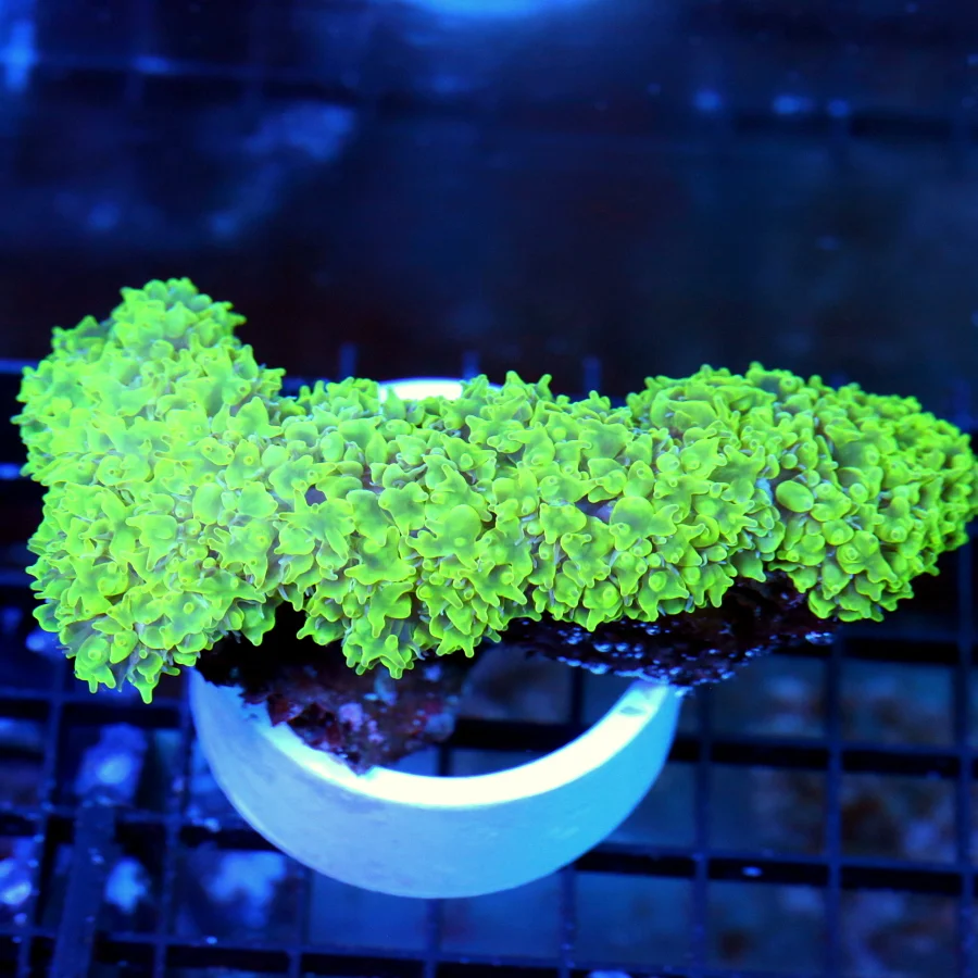 5x5 PEARL BUBBLE CORAL - ULTRA COLORED GREEN PEARL BUBBLE CORAL