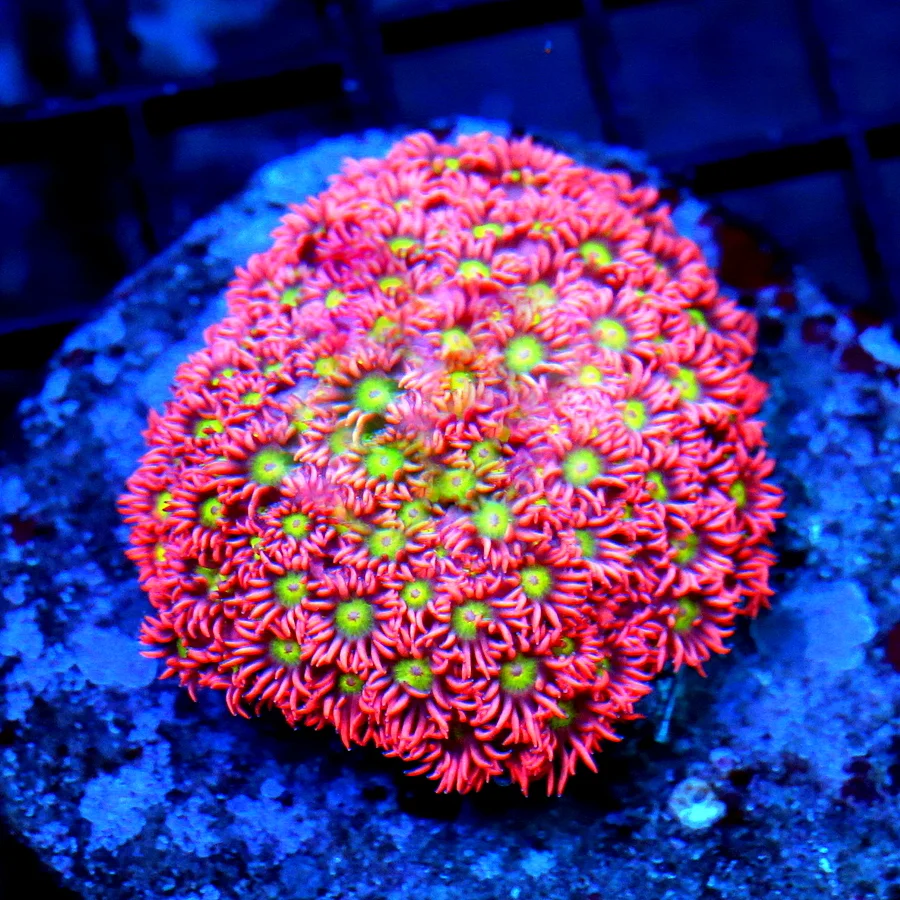 3.5x3.5 GONIOPORA CORAL - ULTRA RED/PINK ULTRA GRADE YELLOW EYED GONIOPORA CORAL