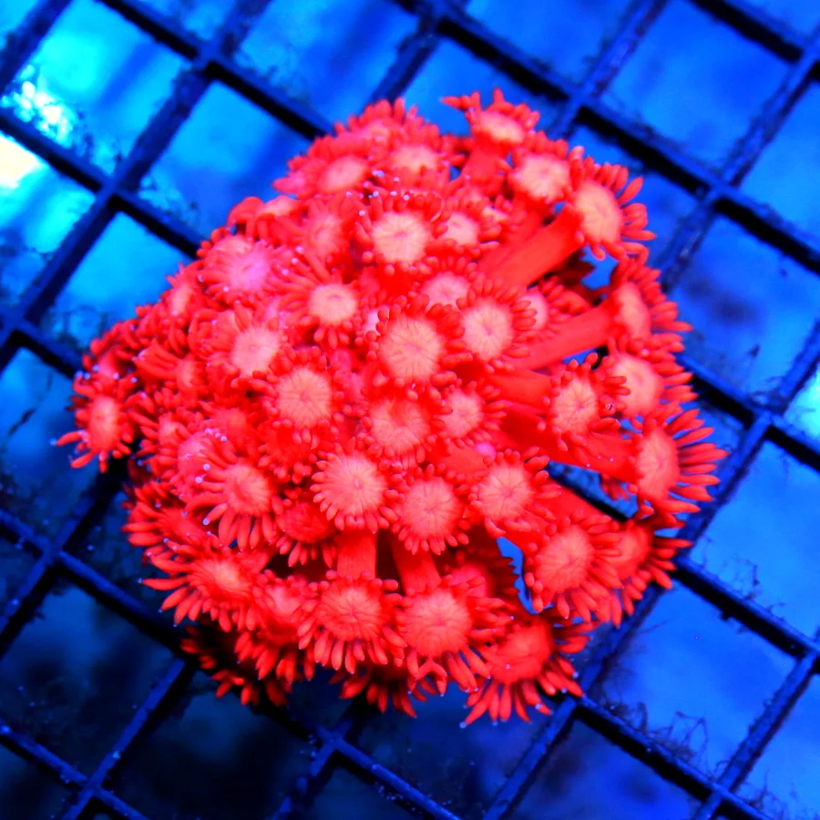 3.5x3.5 GONIOPORA CORAL - ULTRA GRADE SUPER SUPER RED GONIOPORA CORAL