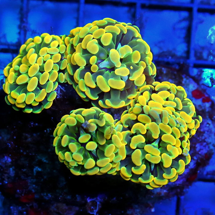 4x3 BRANCHING HAMMER CORAL - ULTRA COLORED NEON ORANGE AND GREEN TOXIC WASTE HAMMER CORAL
