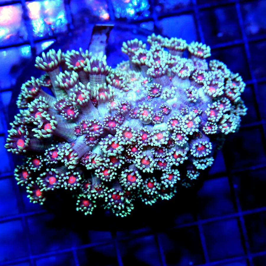 4.5x4.5  GONIOPORA CORAL - OUT OF THIS WORLD PINK EYED BLUE GONIOPORA CORAL