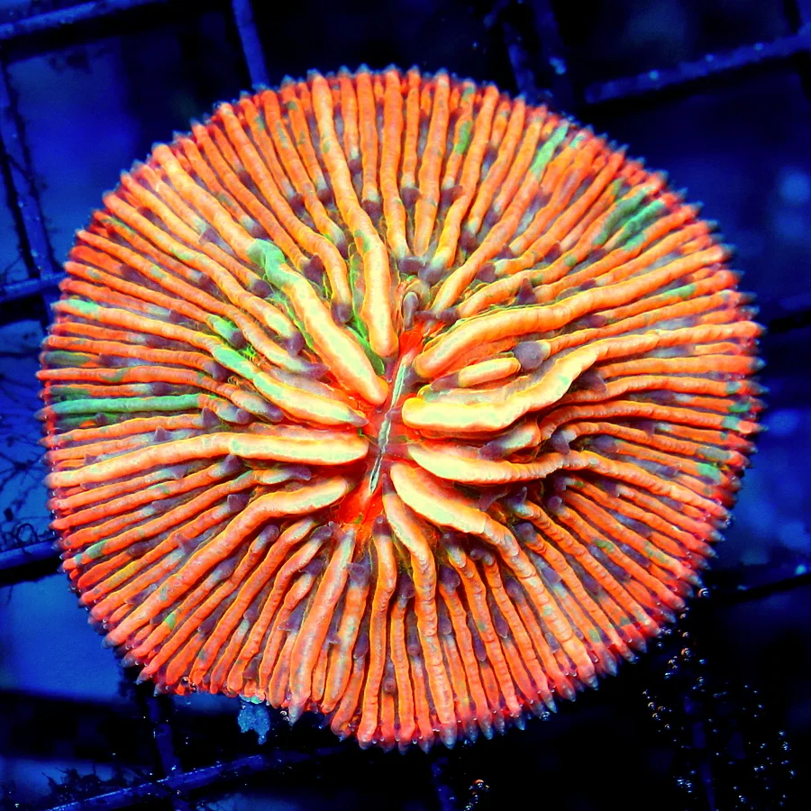 PLATE CORAL - MULTICOLORED GREEN AND ORANGE PLATE CORAL