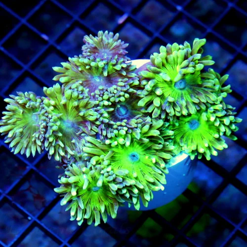 WYSIWYG 4.5X3.5 ULTRA NEON GREEN AUSTRALIAN DUCANSAMMNIA-GREAT SIZE COLOR AND PRICE live coral for sale - Extreme Corals