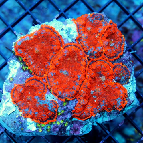 4.5X4 SUPER SUPER NEON ULTRA RED ORANGE FULLY COVERED XL RHODACTIS MUSHROOM COLONY-INCREDIBLE COLOR