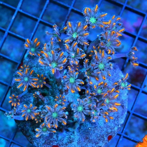 4X4 CLOVE POLYP-AWESOME VERY VERY HARD TO GET FIRECRACKER ORANGE STRIPED CLOVE POLYPS