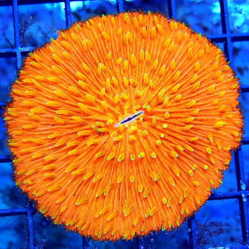 WYSIWYG 4X4 ULTRA YELLOW TIPPED FLAME TIP SUPER ORANGE COLLECTORS ITEM PLATE CORAL-AWESOME!! live coral for sale - Extreme Corals