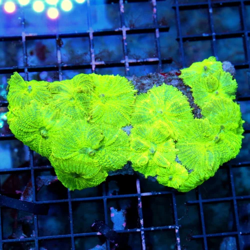 5X3 WICKED ULTRA ULTRA NEON GREEN RHODACTIS MUSHROOM COLONY-FULLY COVERED ROCK
