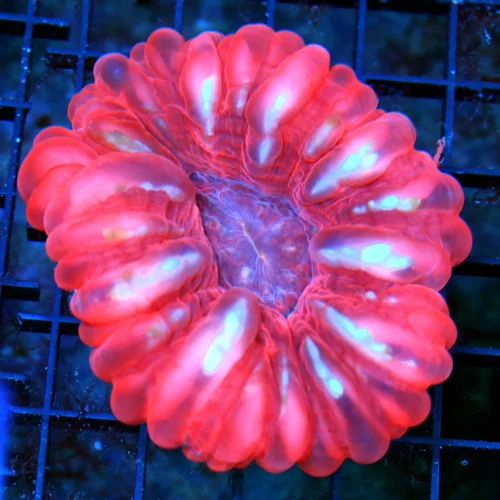 WYSIWYG 4.5X4 ULTRA GRADE CYNARINA-ABSOLUTELY INSANE RED PINK ULTRA COLORED INDO CYNARINA-BEAUTIFUL SPECIMEN live coral for sale - Extreme Corals